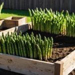 plant d asperge